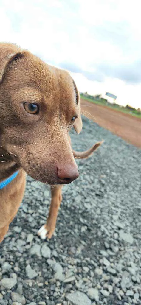 Cachorro ra a Salsicha idade 2 anos nome Jake