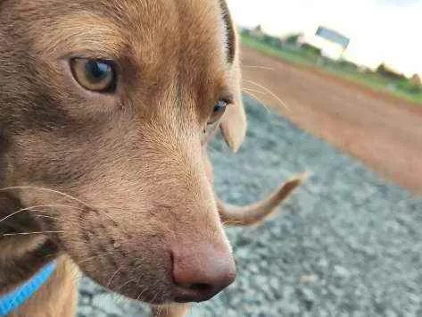 Cachorro ra a Salsicha idade 2 anos nome Jake