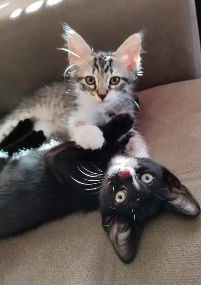 Gato ra a Srd idade Abaixo de 2 meses nome Juju