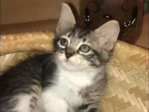 Gato raça Srd idade Abaixo de 2 meses nome Juju