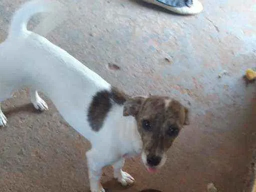 Cachorro ra a Musturado idade  nome Luizinho e apolo