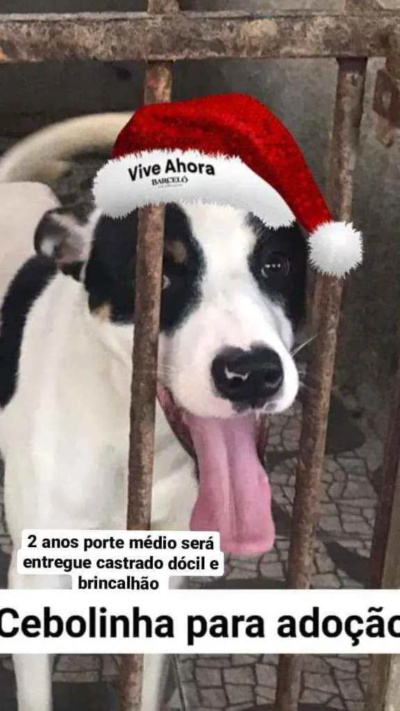 Cachorro ra a Srd idade 3 anos nome Cebolinha