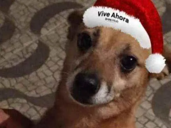 Cachorro ra a Srd idade 4 anos nome Gorda