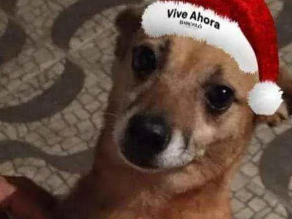 Cachorro ra a Srd idade 4 anos nome Gorda