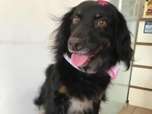 Cachorro raça SRD idade 3 anos nome Elise