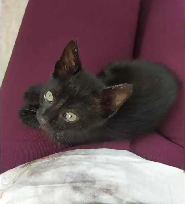 Gato ra a Desconhecida idade 2 a 6 meses nome FOX