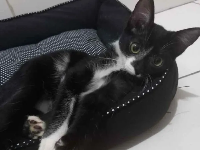 Gato raça SRD idade 2 a 6 meses nome Xander 