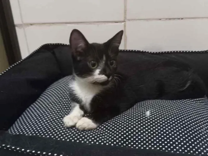 Gato raça SRD idade 2 a 6 meses nome Xander 