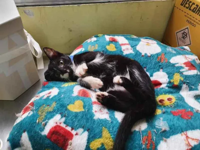 Gato raça SRD idade 2 a 6 meses nome Xander 