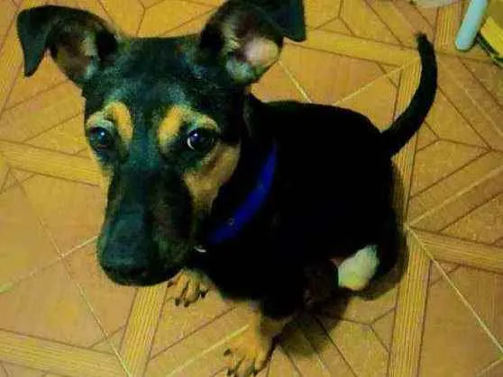 Cachorro ra a  idade 7 a 11 meses nome Pedro