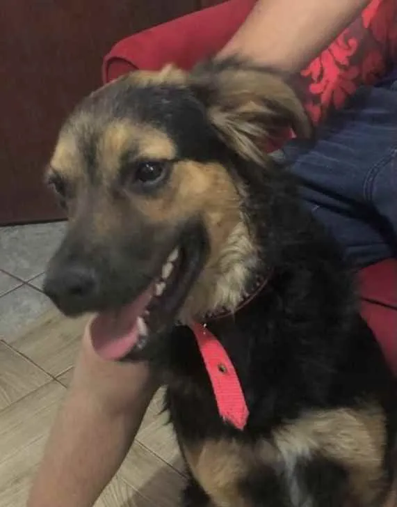 Cachorro ra a Mestiço  idade 7 a 11 meses nome Thor 