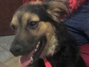 Cachorro raça Mestiço  idade 7 a 11 meses nome Thor 