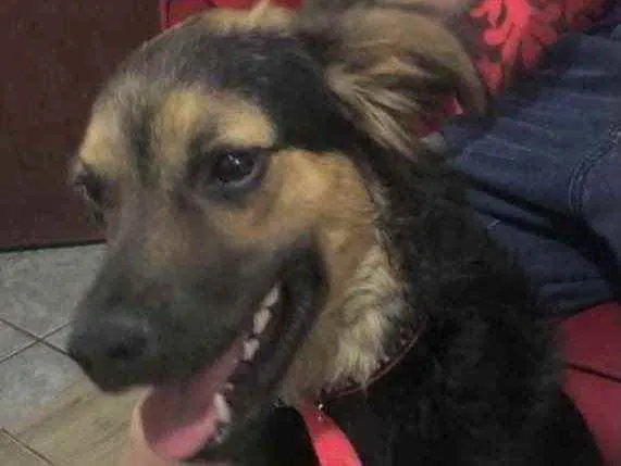 Cachorro ra a Mestiço  idade 7 a 11 meses nome Thor 