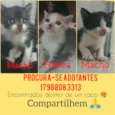 Gatinhos fofos