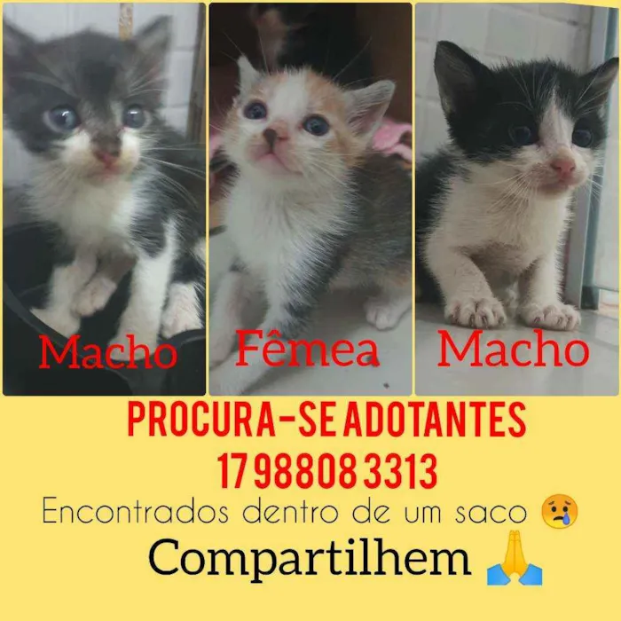 Gato ra a  idade 2 a 6 meses nome Gatinhos fofos