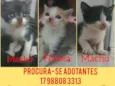 Gatinhos fofos