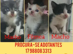 Gato raça  idade 2 a 6 meses nome Gatinhos fofos