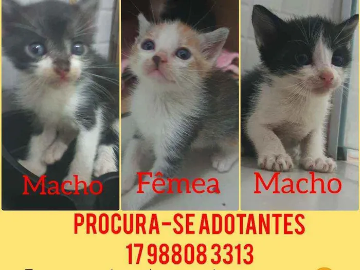 Gato ra a  idade 2 a 6 meses nome Gatinhos fofos
