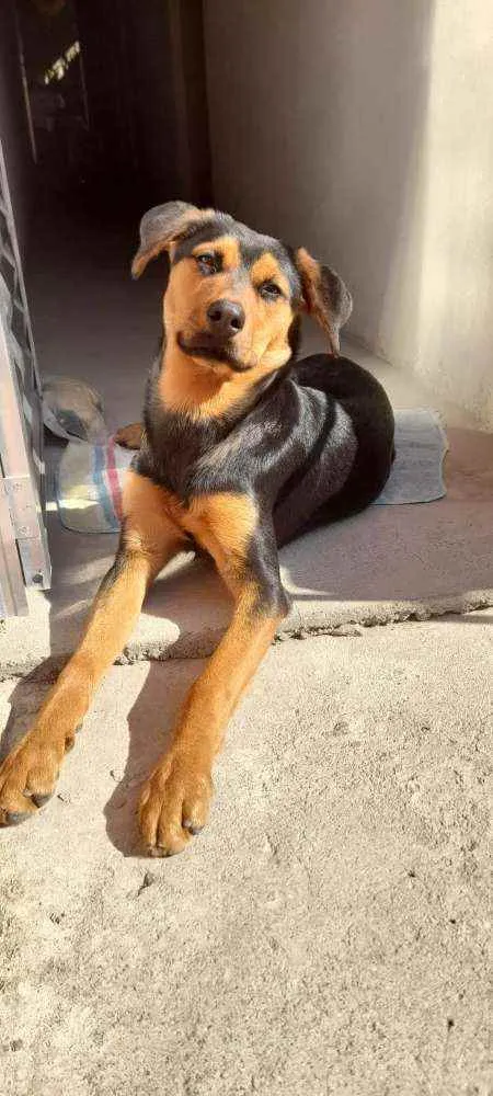 Cachorro ra a Rottweiler com pastor alemão  idade 1 ano nome Kiara 