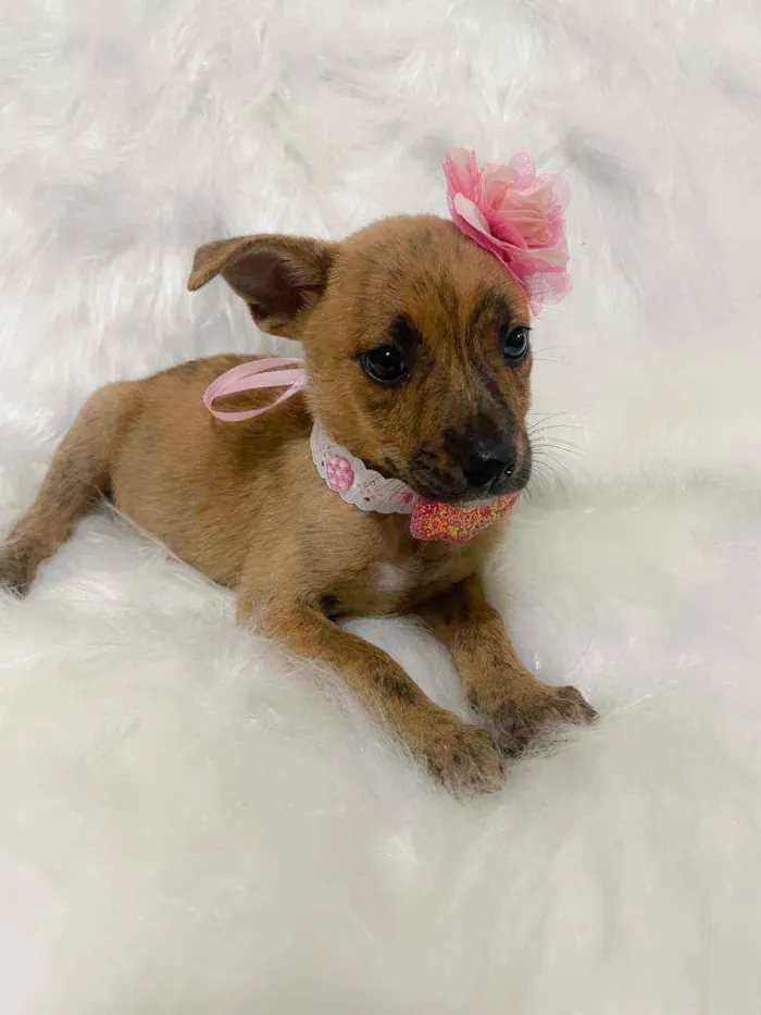 Cachorro ra a SRD idade 2 a 6 meses nome Pandora