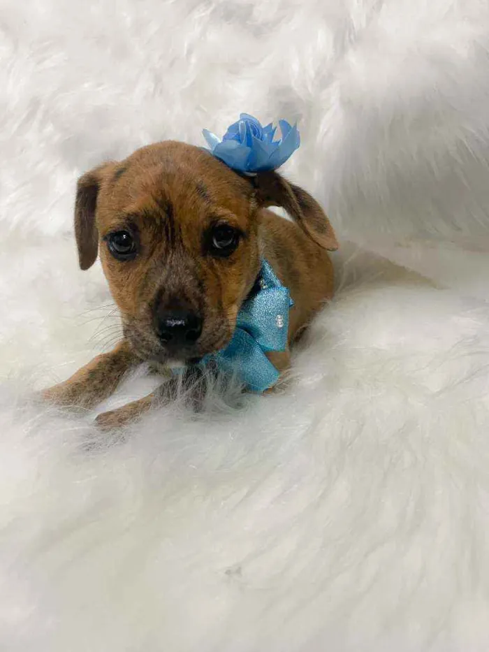 Cachorro ra a SRD idade 2 a 6 meses nome Luna