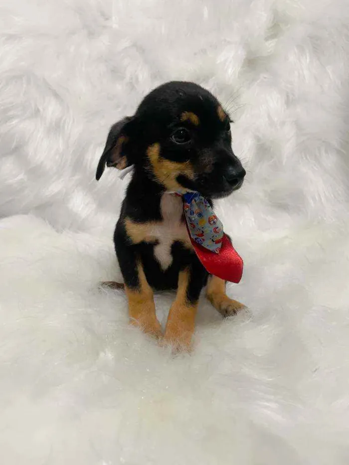 Cachorro ra a SRD idade 2 a 6 meses nome Thor