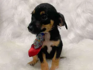 Cachorro raça SRD idade 2 a 6 meses nome Thor