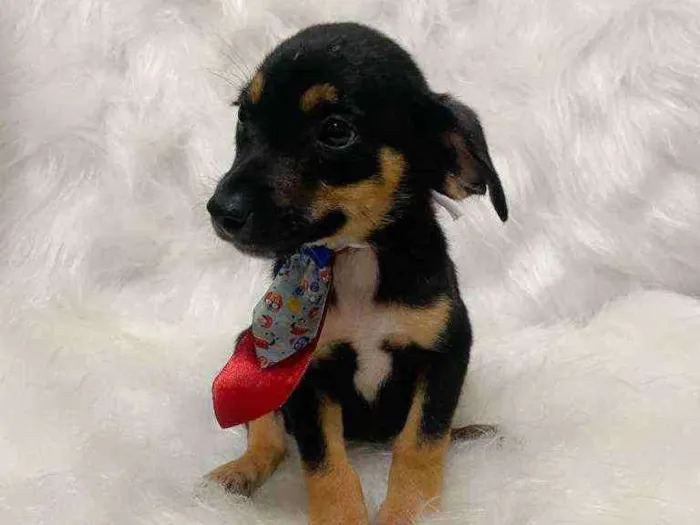 Cachorro ra a SRD idade 2 a 6 meses nome Thor