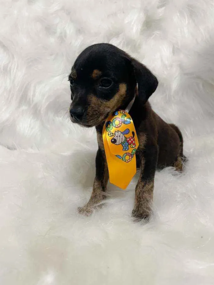 Cachorro ra a SRD idade 2 a 6 meses nome Toddy
