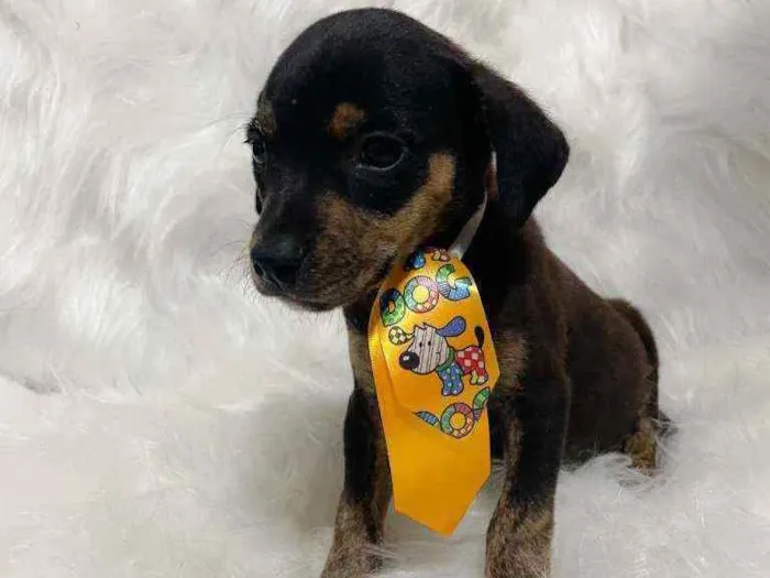 Cachorro ra a SRD idade 2 a 6 meses nome Toddy