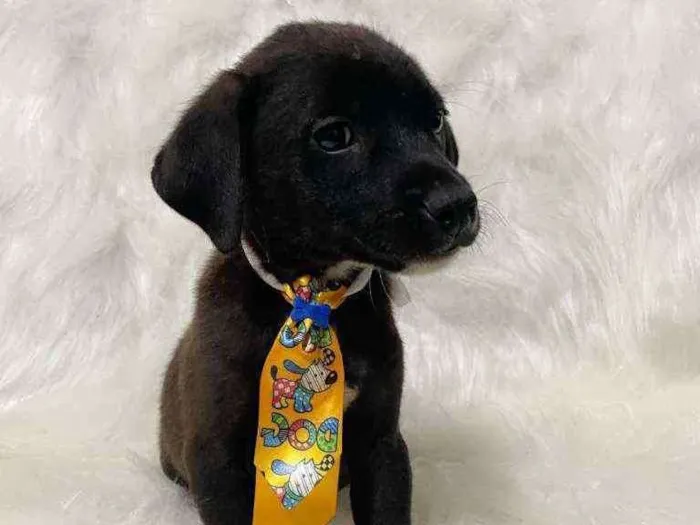 Cachorro ra a SRD idade 2 a 6 meses nome Panqueca