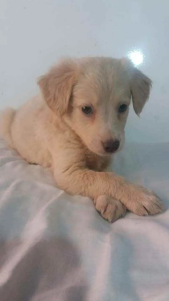 Cachorro ra a SRD idade 2 a 6 meses nome Tapioca