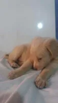 Tapioca