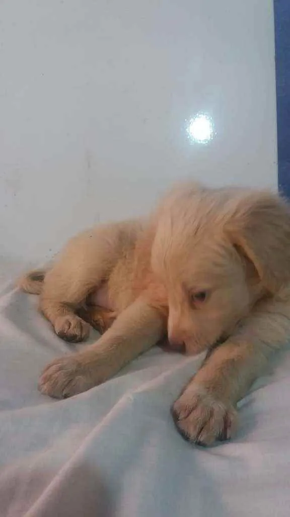 Cachorro ra a SRD idade 2 a 6 meses nome Tapioca