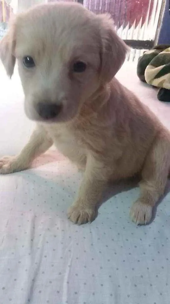 Cachorro ra a SRD idade 2 a 6 meses nome Tapioca
