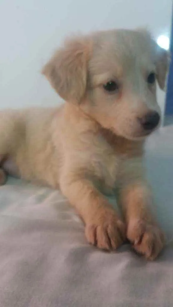 Cachorro ra a SRD idade 2 a 6 meses nome Tapioca