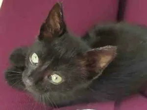 Gato raça Desconhecida idade 2 a 6 meses nome FOX
