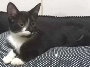 Gato raça SRD idade 2 a 6 meses nome Xander 