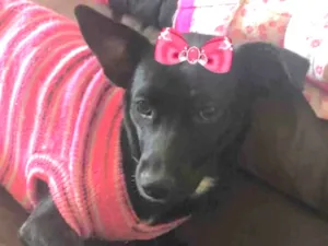 Cachorro raça Mestiça  idade 7 a 11 meses nome Rubi 