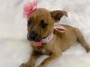 Cachorro raça SRD idade 2 a 6 meses nome Pandora