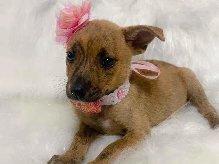Cachorro ra a SRD idade 2 a 6 meses nome Pandora