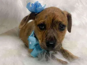 Cachorro raça SRD idade 2 a 6 meses nome Luna