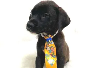 Cachorro raça SRD idade 2 a 6 meses nome Panqueca