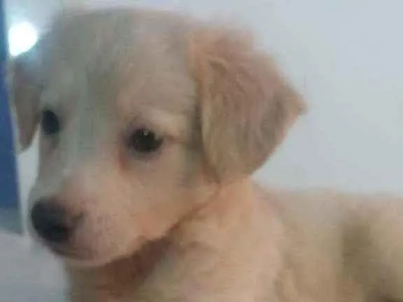 Cachorro ra a SRD idade 2 a 6 meses nome Tapioca