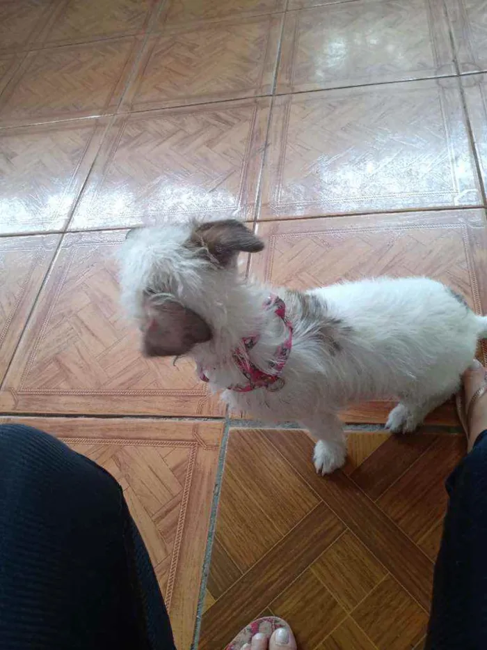 Cachorro ra a Maltês com viralata idade 2 a 6 meses nome Laila
