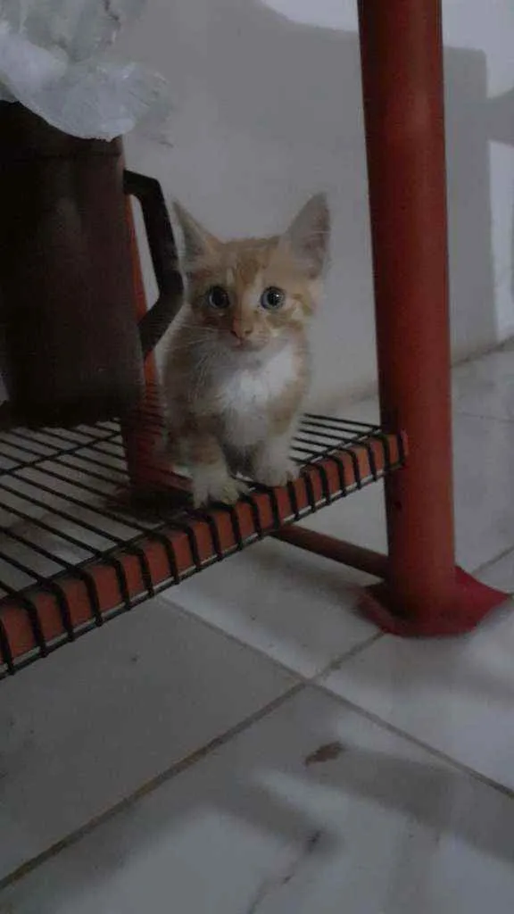 Gato raça SRD idade Abaixo de 2 meses nome Sem nome