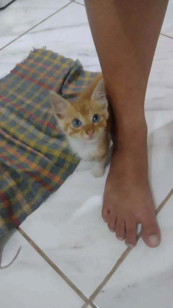 Gato raça SRD idade Abaixo de 2 meses nome Sem nome