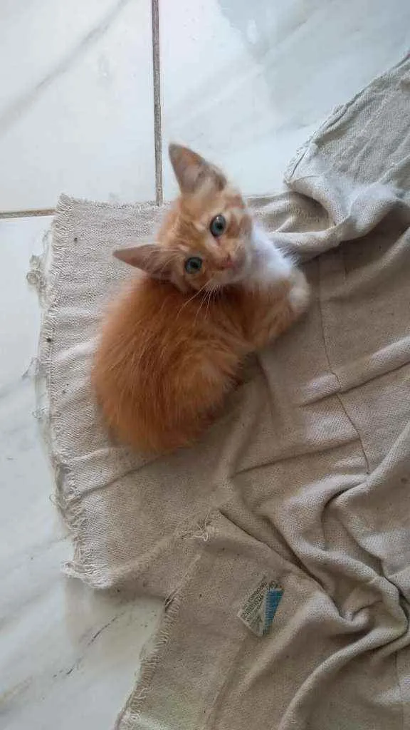 Gato raça SRD idade Abaixo de 2 meses nome Sem nome