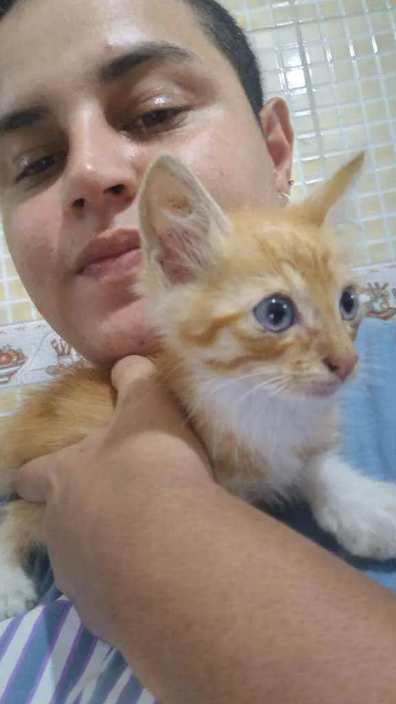 Gato raça SRD idade Abaixo de 2 meses nome Sem nome