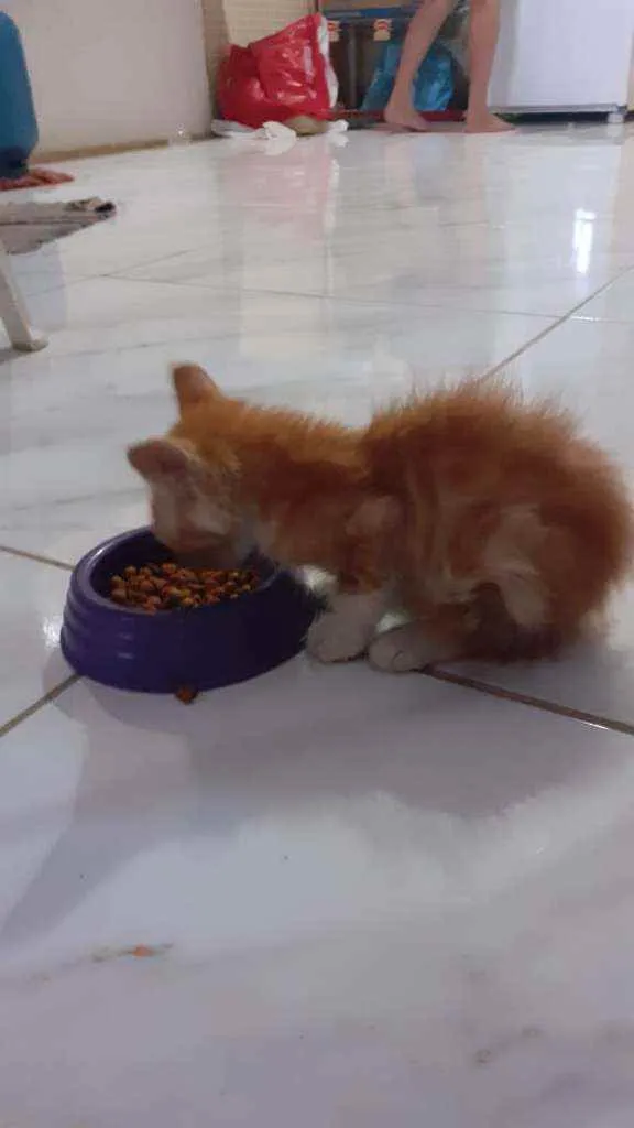 Gato raça SRD idade Abaixo de 2 meses nome Sem nome